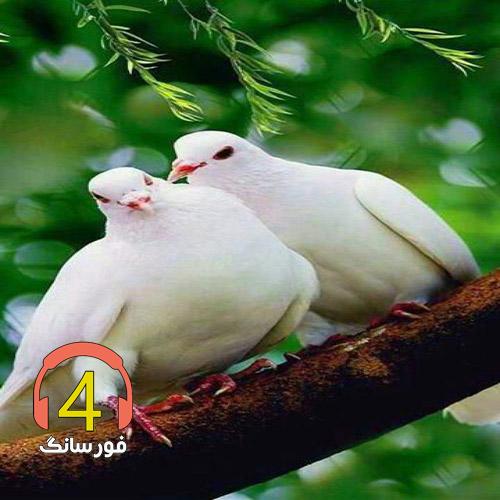 اهنگ کبوتر با کبوتر باز با باز